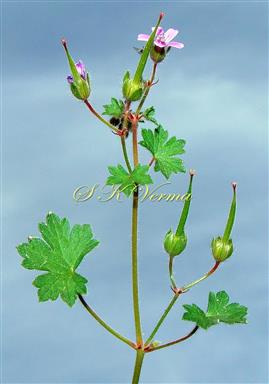  Flowering branch